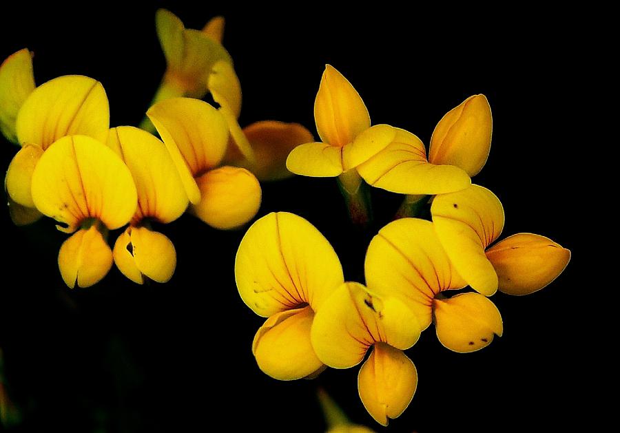 Nature Photograph - A study in yellow by David Lane