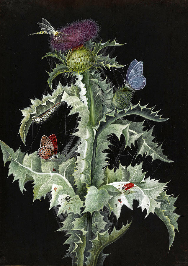 A Study of a Thistle Drawing by Barbara Regina Dietzsch