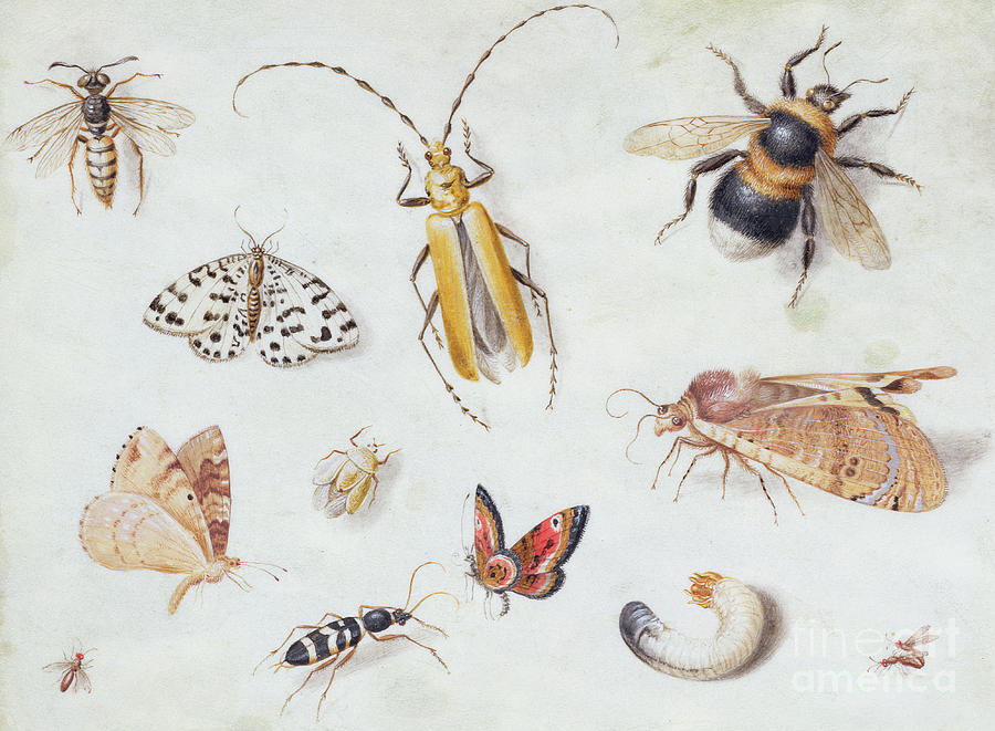 A Study of Butterflies and other Insects Painting by Jan Van Kessel the Elder