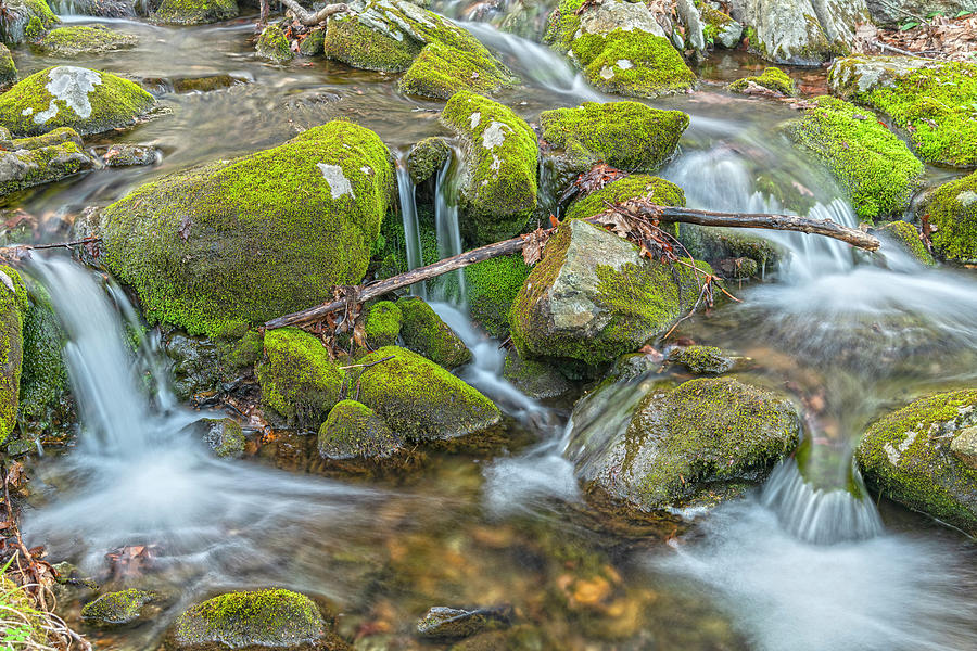 A Study Of Moss And Water Horizontal Perspective Photograph by Angelo Marcialis
