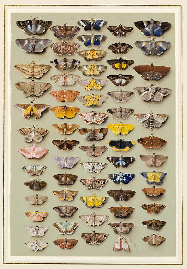  A study of moths characteristic Painting by Marian Ellis