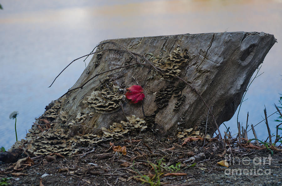 Fall Photograph - A Stump and its Red Leaf by Neil Taitel