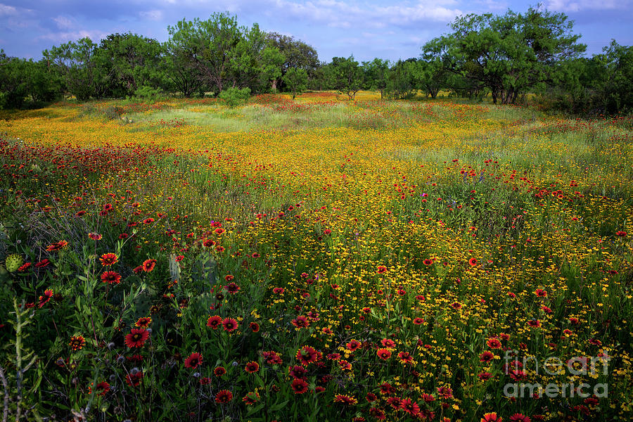 Landscape Photograph - A stunning field color explosion of wildflowers yellow daisy and by Dan Herron