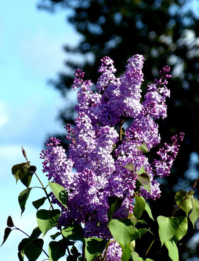 A Stunning Lilac Cluster Photograph by Will Borden