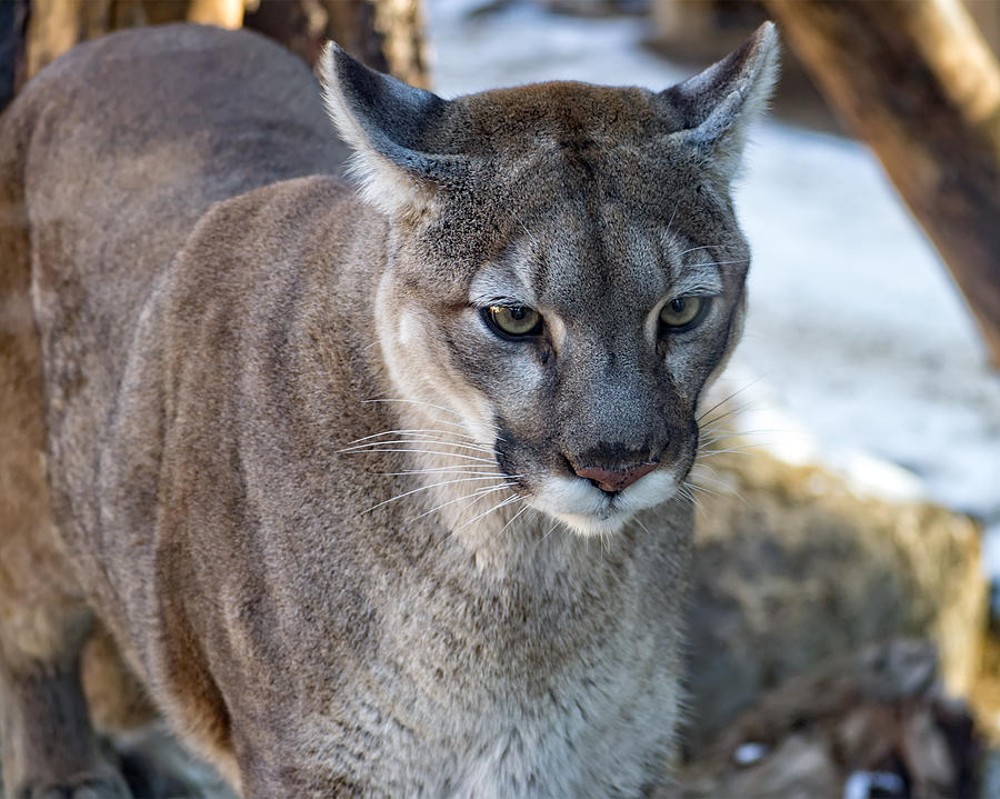A Stunning Mountain Lion Photograph by Anthony Murphy