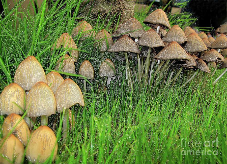 A stylized mage of a row of toadstools Photograph by Kevin Richardson ...