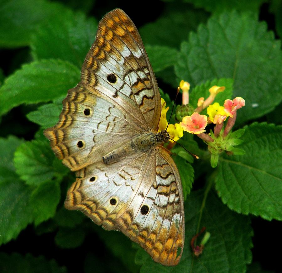 A Subtle Beauty Photograph by Angela Davies