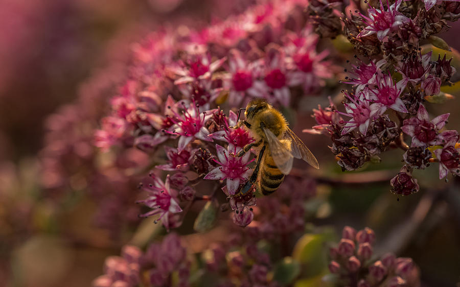 A Summer Bee Photograph by Yeates Photography