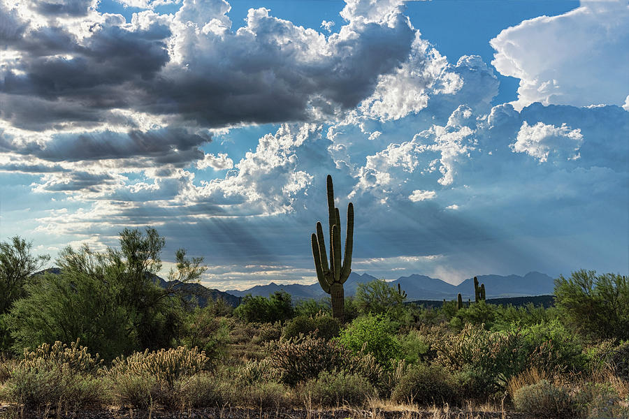A Summer Day in the Sonoran  Photograph by Saija Lehtonen