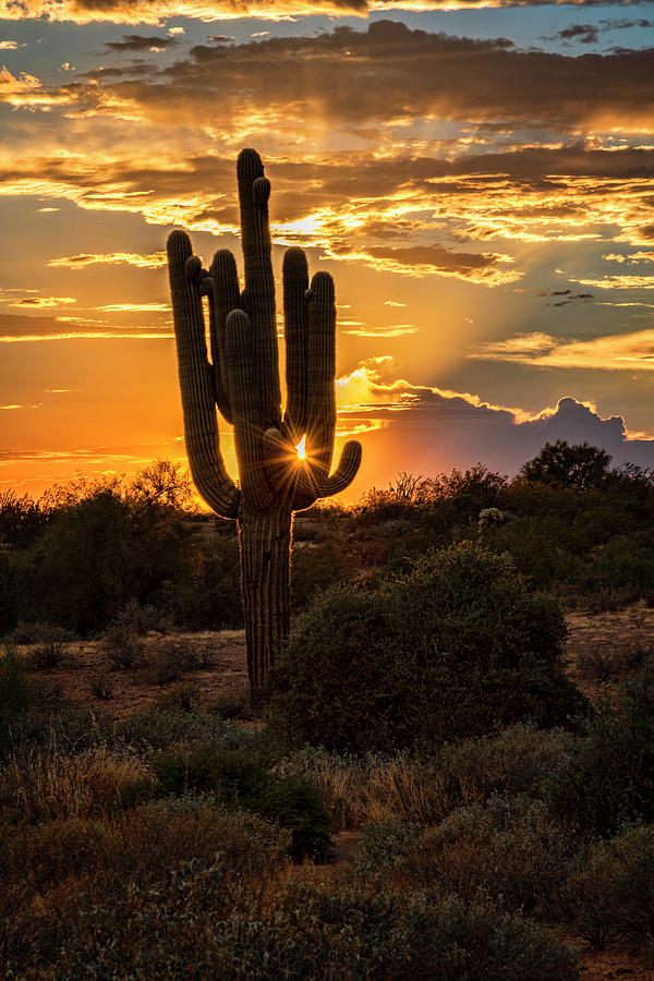 A Summer Desert Evening  Photograph by Saija Lehtonen
