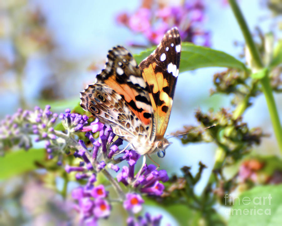 A Summer Lady - Painted Lady Butterfly Photograph by Kerri Farley