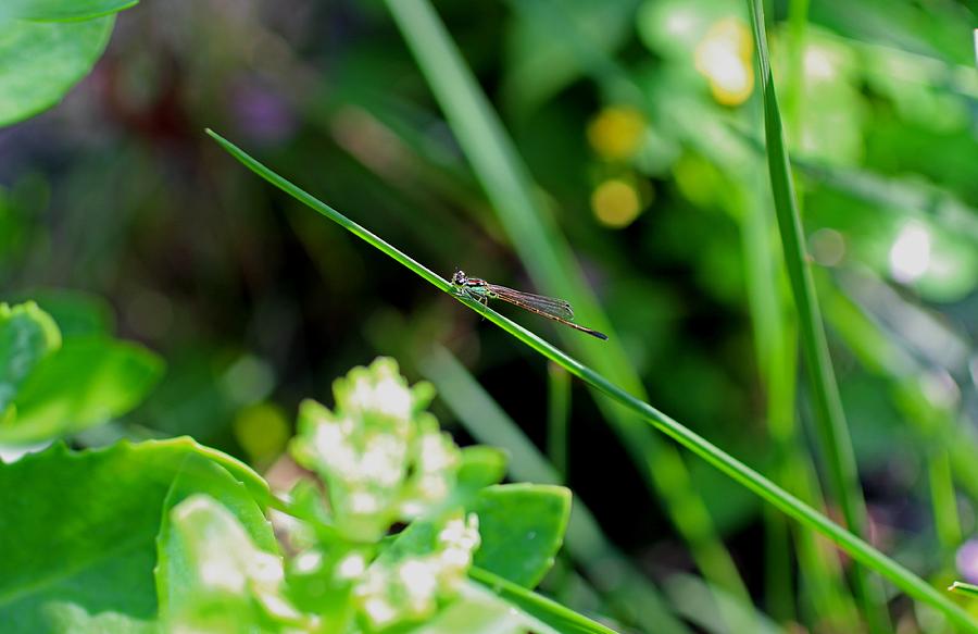 A Summer of Dragonfly Kisses Photograph by Michiale Schneider