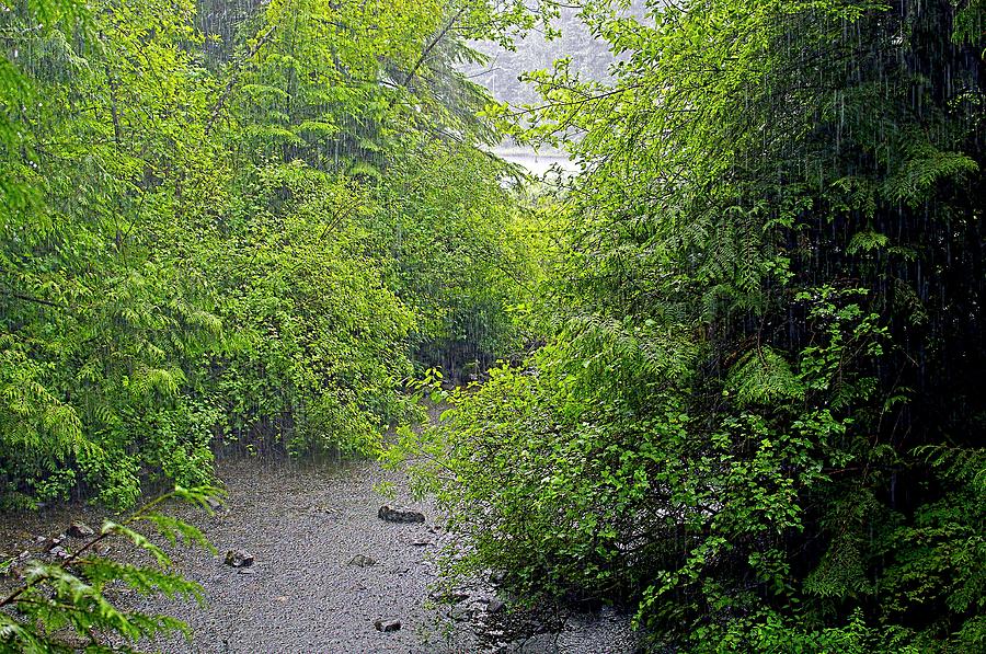 A Summer Rain Rolley Lake Provincial Park by Sharon Talson A Summer Rain Rolley Lake Provincial Park by Sharon Talson