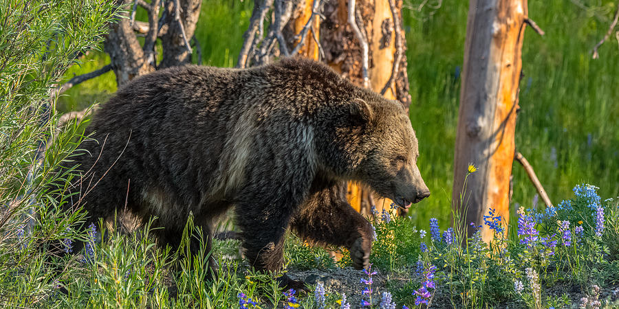 Yellowstone National Park Photograph - A Summer Walk With Raspberry by Yeates Photography
