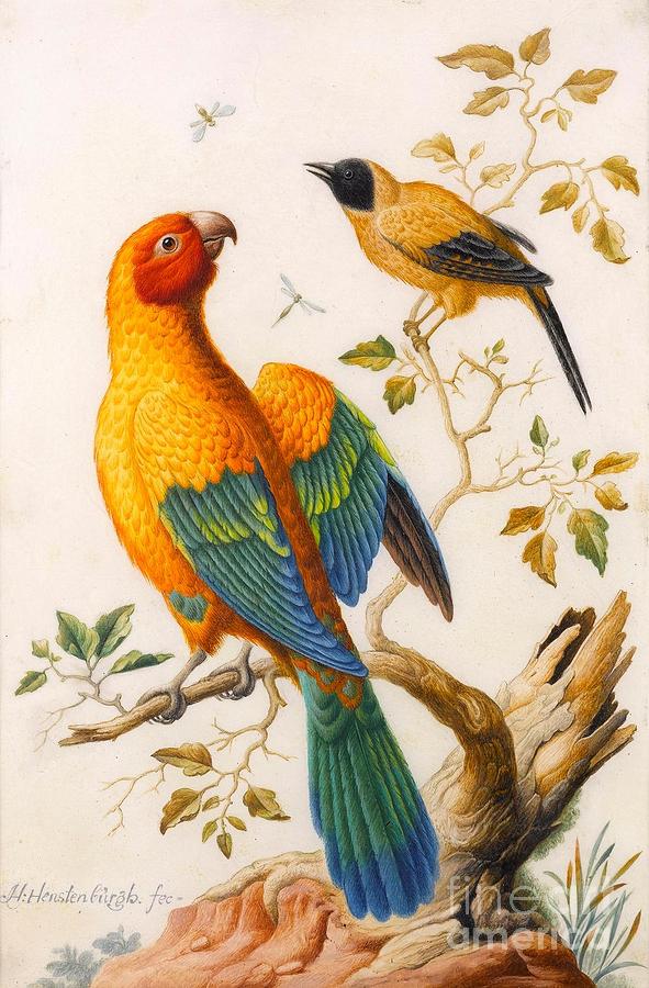 sun conure painting