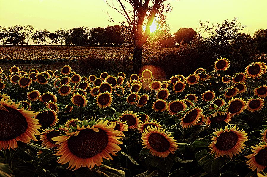A Sunflower Field Photograph by Karen McKenzie McAdoo