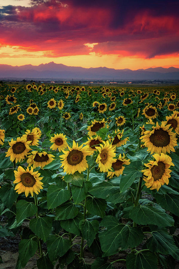A Sunflower Heaven Photograph by John De Bord