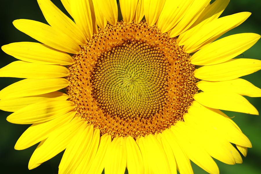 A Sunflower Smile Photograph by Christopher Miles Carter