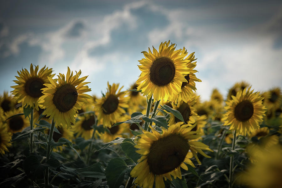 A Sunflower Stretching above the Others Photograph by Anthony Doudt