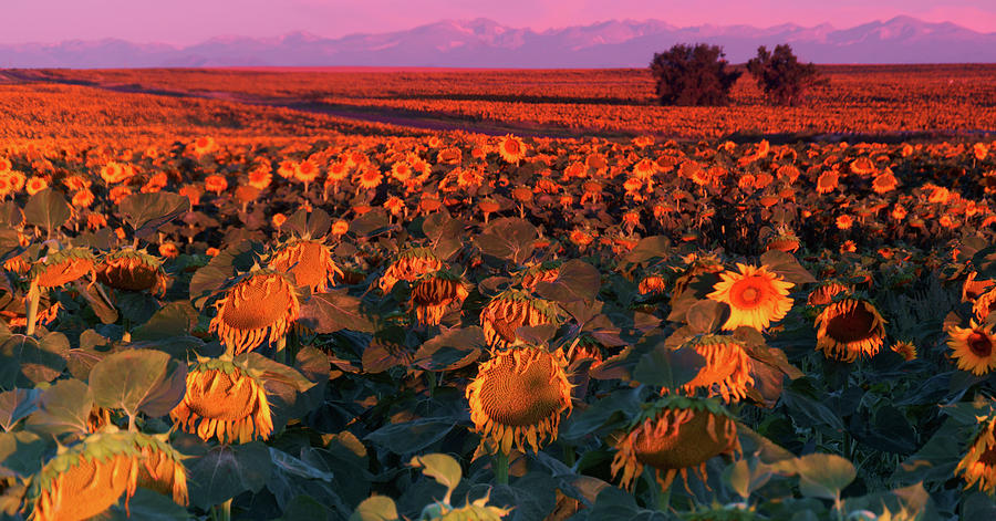A Sunflower Sunrise Photograph by John De Bord