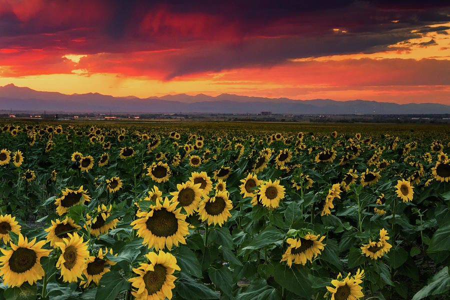 A Sunflower Sunset In Colorado    Photograph by John De Bord