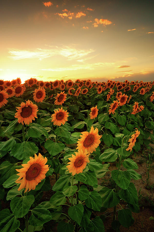 A Sunflower Sunset Photograph by John De Bord