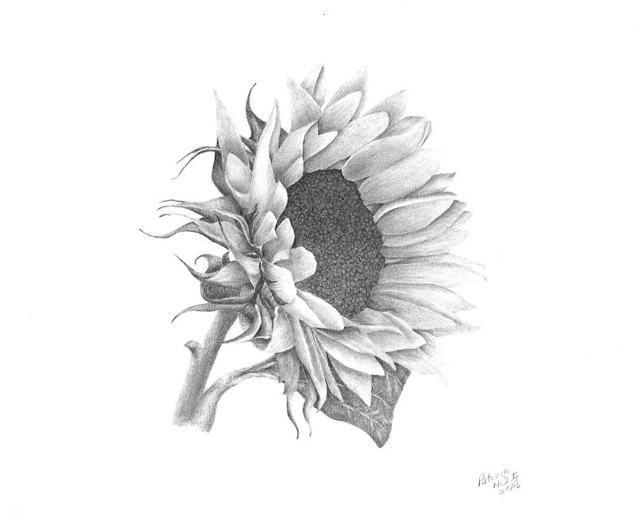A Sunflowers Beauty Drawing by Patricia Hiltz