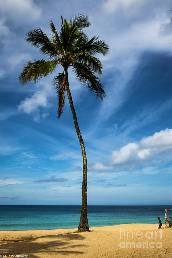 A Sunny Beach Photograph by Mitch Shindelbower