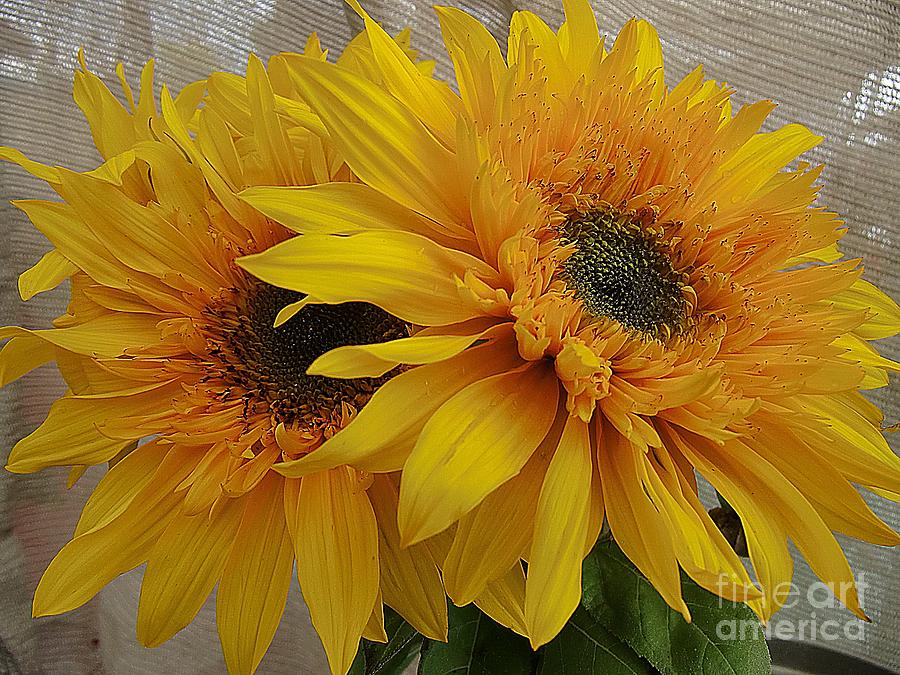 Sunflower Photograph - A Sunny Couple by Chris Colibaba
