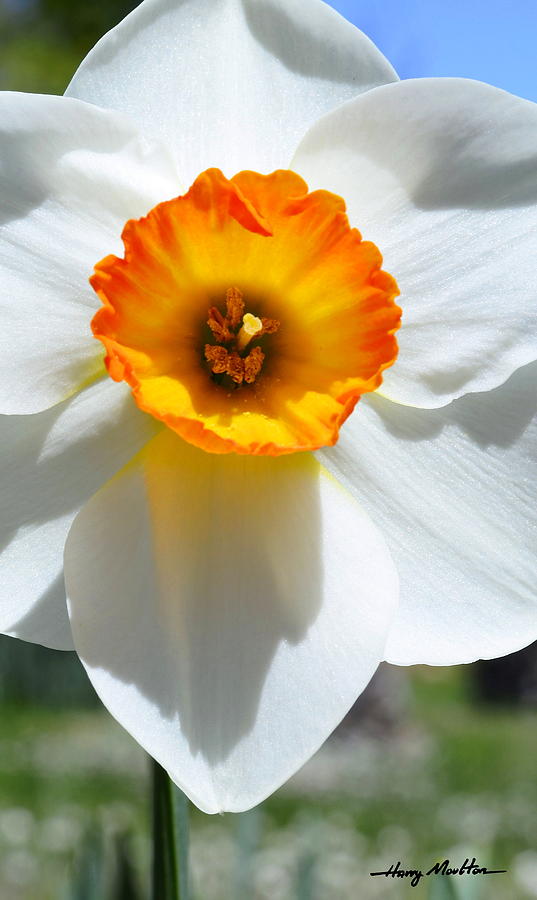 A Sunny Daffodil Photograph by Harry Moulton