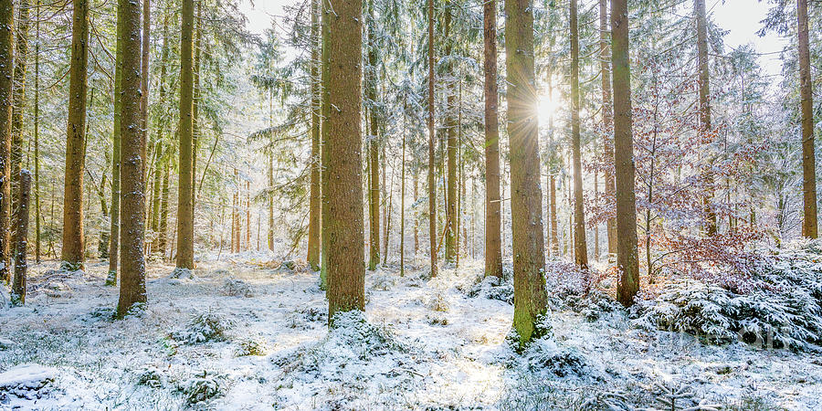 A Sunny Day In The Winter Forest Photograph by Hannes Cmarits