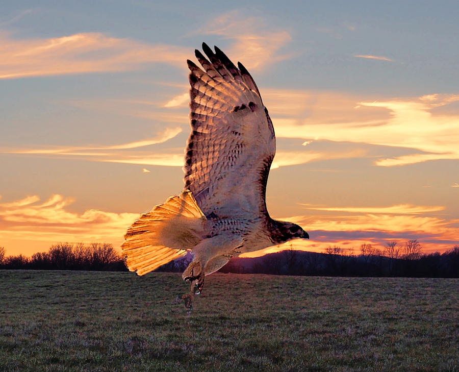 Red Tail Hawk Photograph - A Sunset Flight by M Three Photos