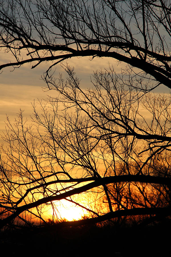 A Sunset Through Trees Photograph by Cora Wandel