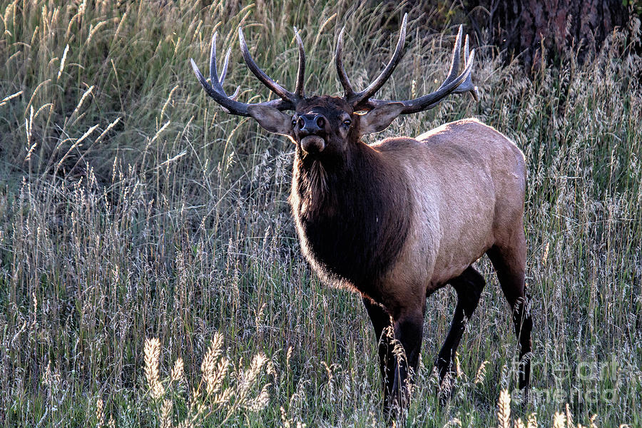 Elk Photograph - A Surly Attitude by Jim Garrison