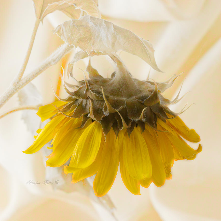 Sunflower Photograph - A Suspended Sunflower by Sandra Foster