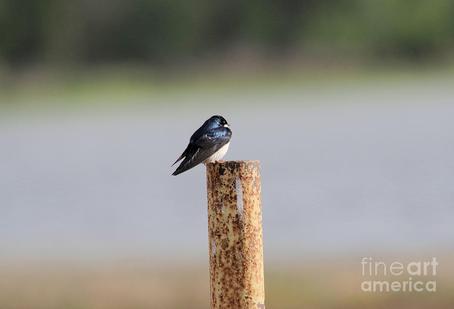  A Swallow On A Pole Photograph by Jeff Swan