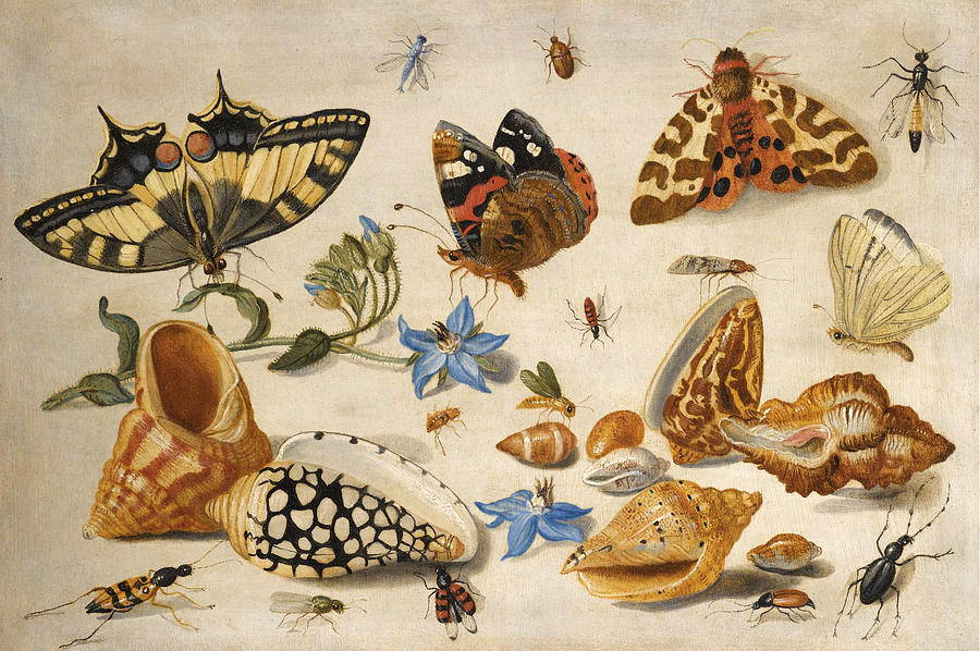 A Swallowtail Red Admiral and other Insects with Shells and a Sprig of Borage Painting by Jan van Kessel the Elder