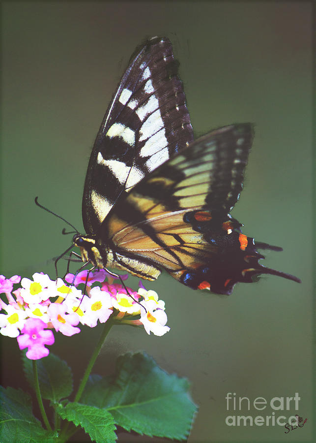 A Swallowtail Photograph by Sandra Clark