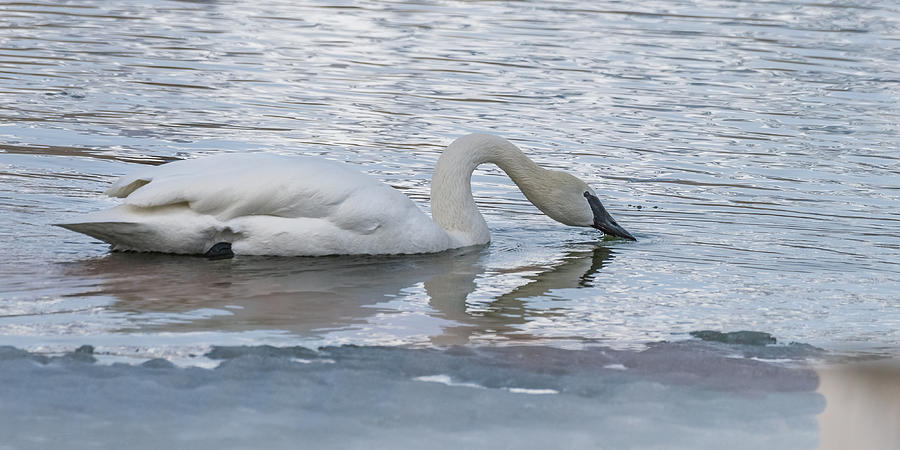 A Swan Beauty Photograph by Yeates Photography