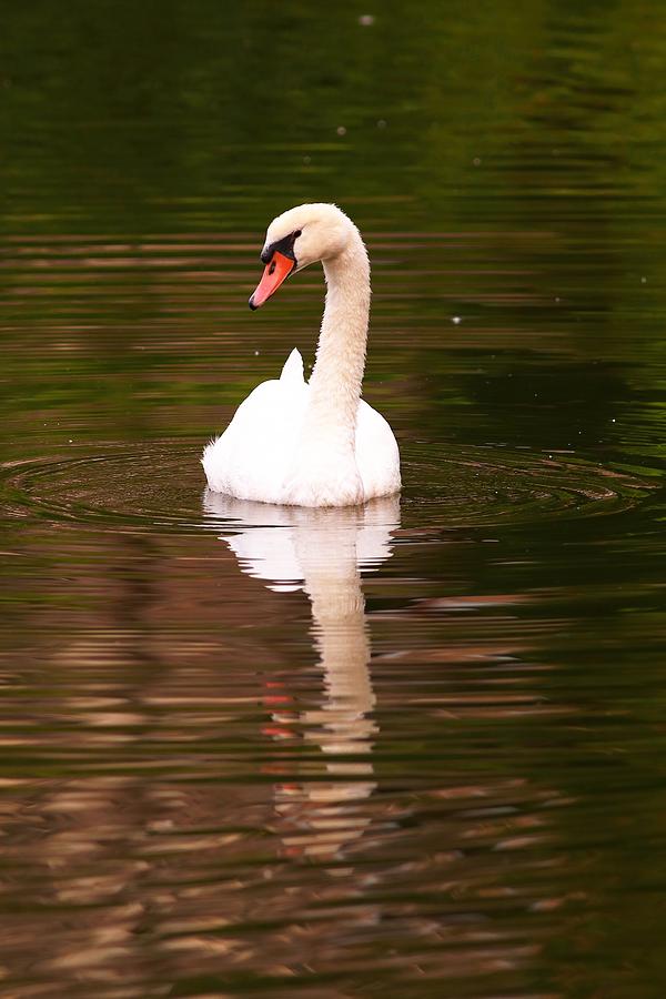 A Swan On A Summers Day Photograph by Carol Montoya