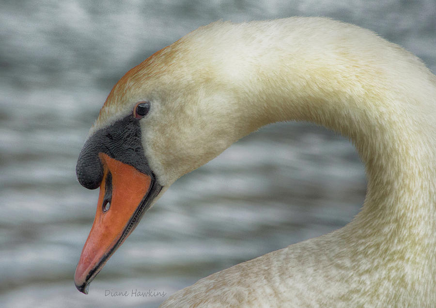 A Swans Face Photograph