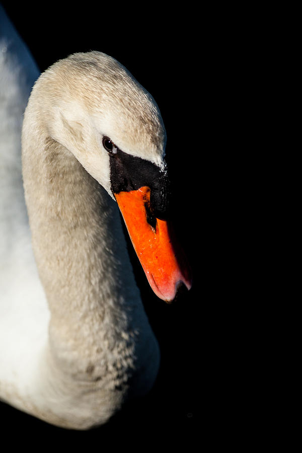A Swans Pose Photograph by Karol Livote