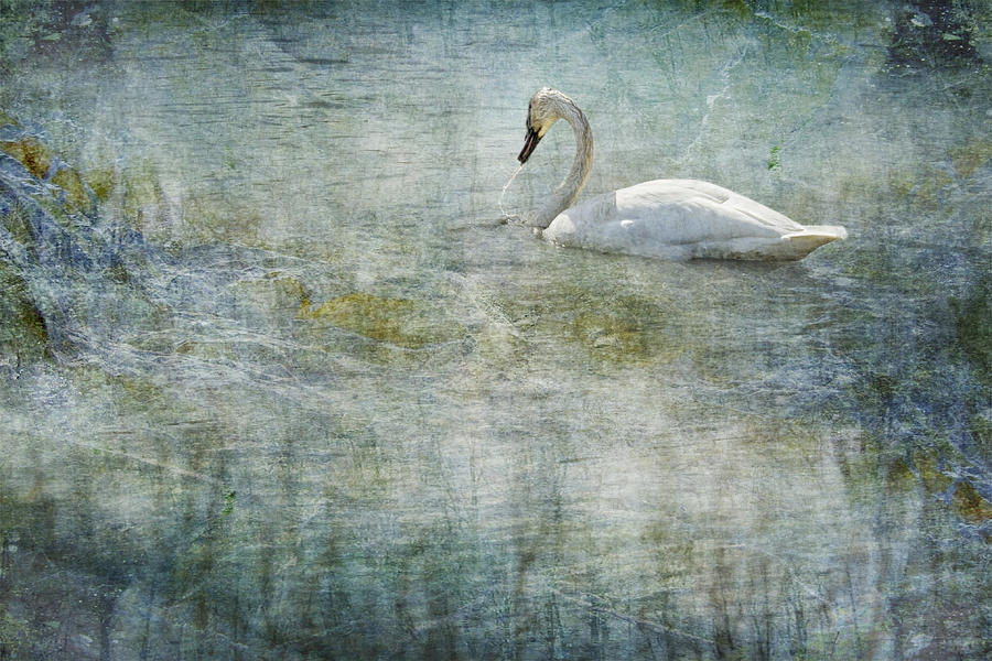 A Swans Reverie Photograph by Belinda Greb