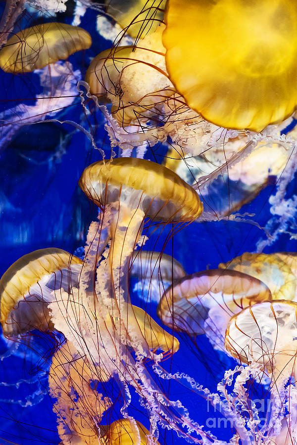 A Swarm of Jellies Photograph by Mary Jane Armstrong