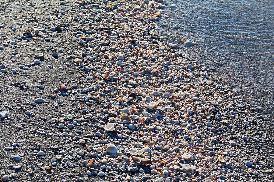 A Swath of Sea Shells Photograph by Michiale Schneider