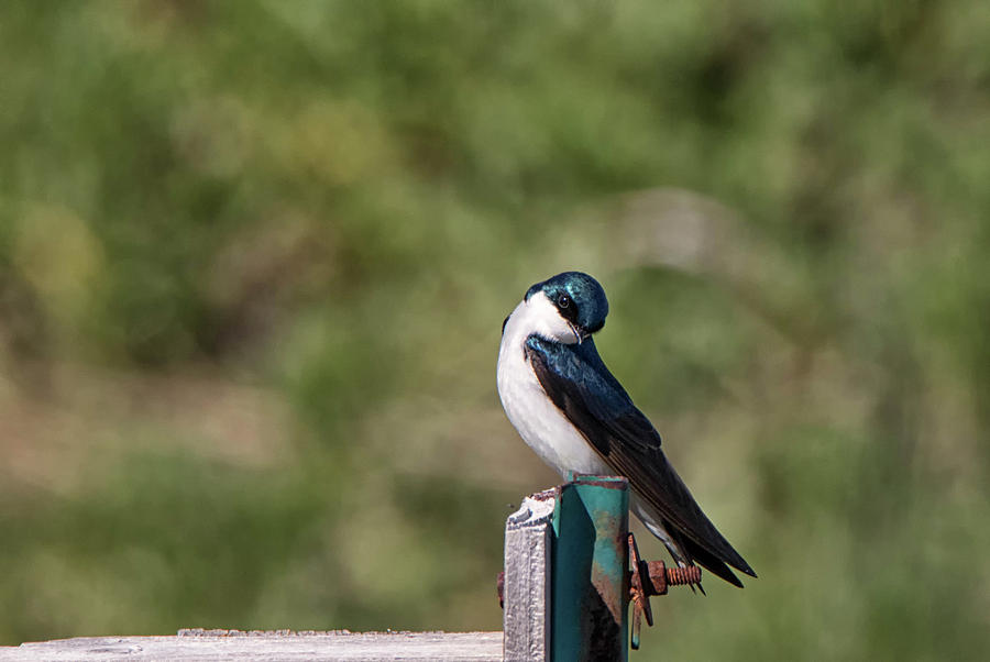 A Sweet And Shy Tree Swallow Photograph by Michelle Jones - Fine Art ...