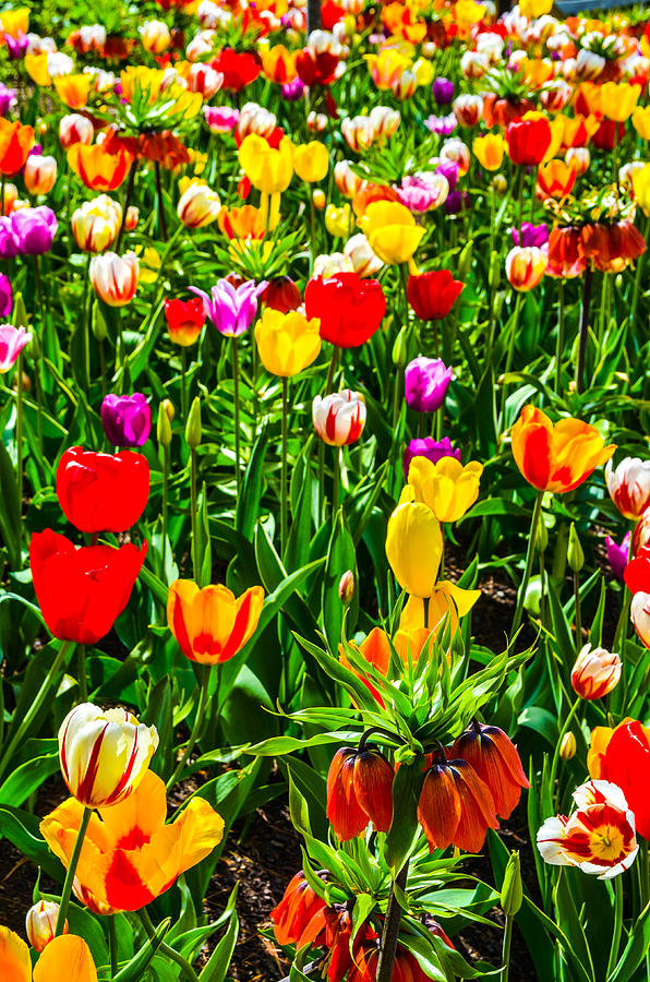 A Sweet Blend of Tulips Photograph by Kara Ray