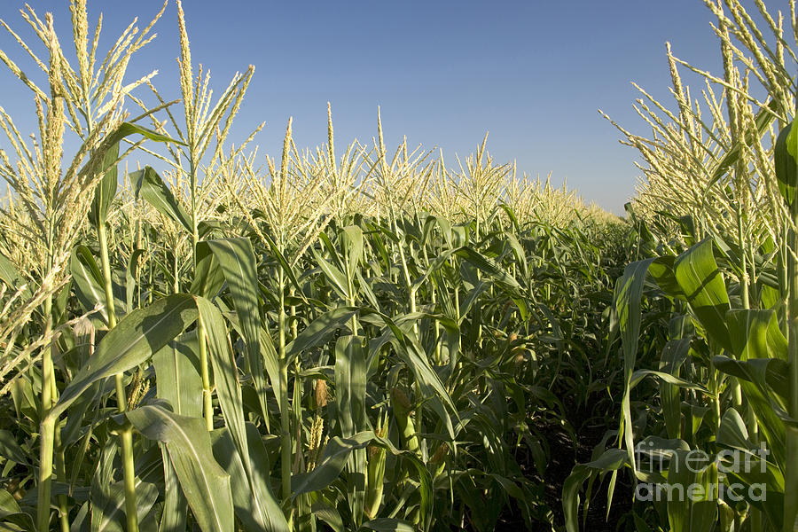 A Sweet Corn Field Photograph by Inga Spence