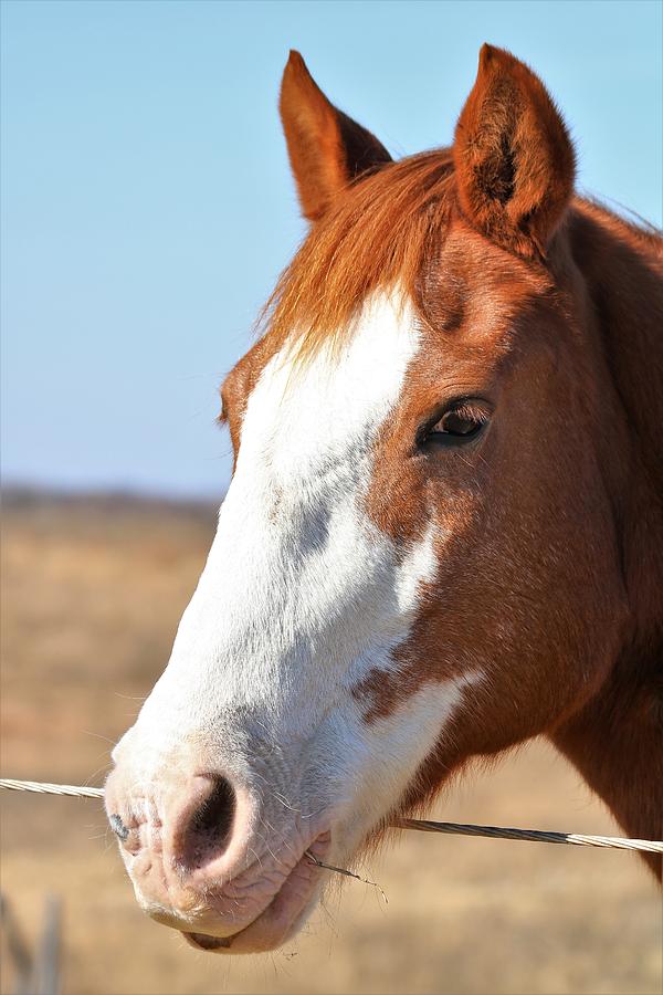 A Sweet Face - Horse Portrait Photograph by Sheila Brown