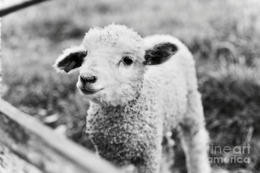 A Sweet Lamb Photograph by Lara Morrison